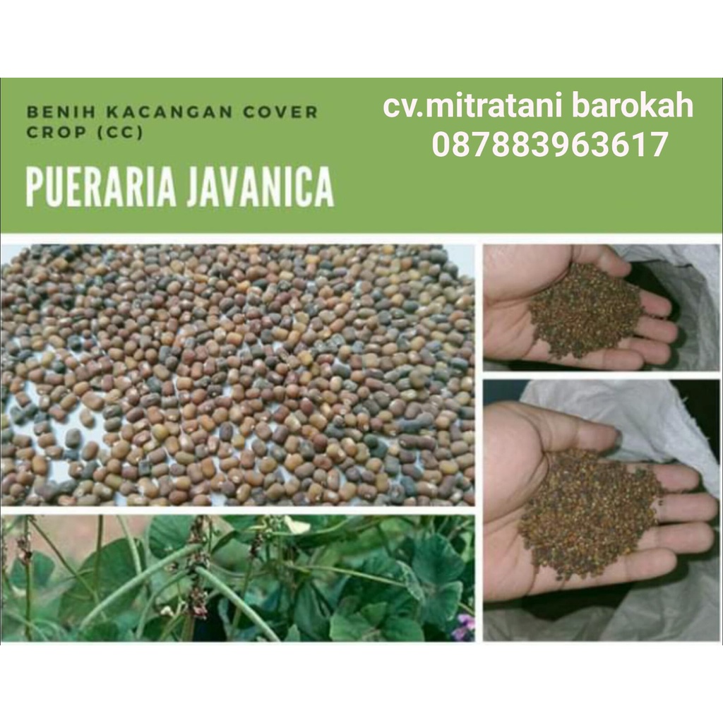 Benih PJ (Pueraria Javanica)