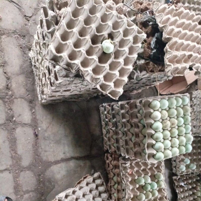 

Telur Bebek Fresh (bebek umbaran)