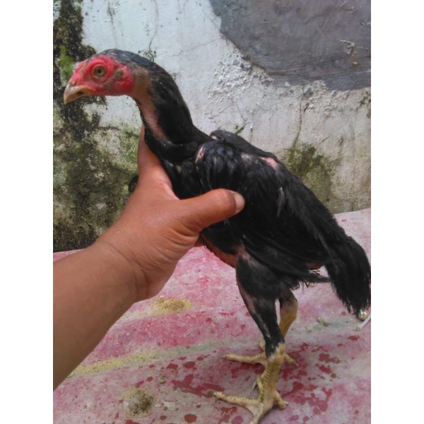 Box Tempat Ayam dan Ayam Trah Pakhoe Black Bull Pukul Brakot