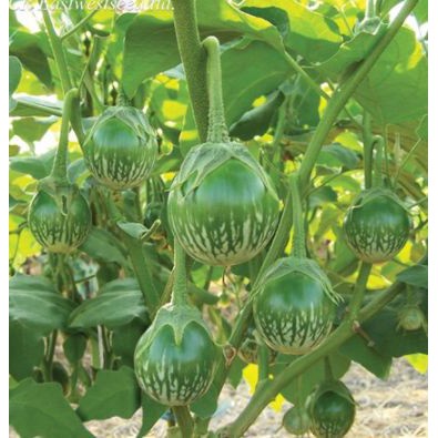 20 Benih/Bibit Terong Lalapan Kenari Repacking