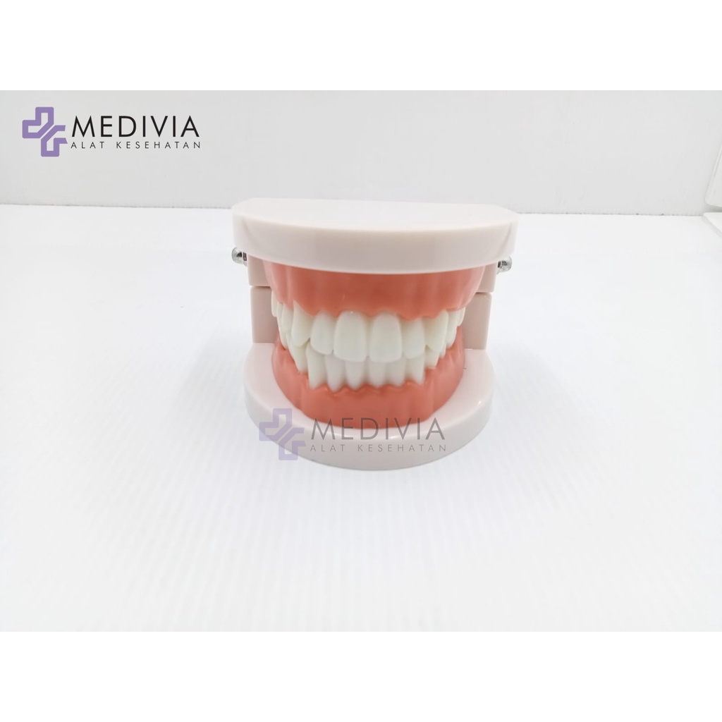 DENTAL MODEL STUDY EDUKASI DOKTER GIGI PHANTOM STUDI RAHANG GIGI TYPODONT BEHEL