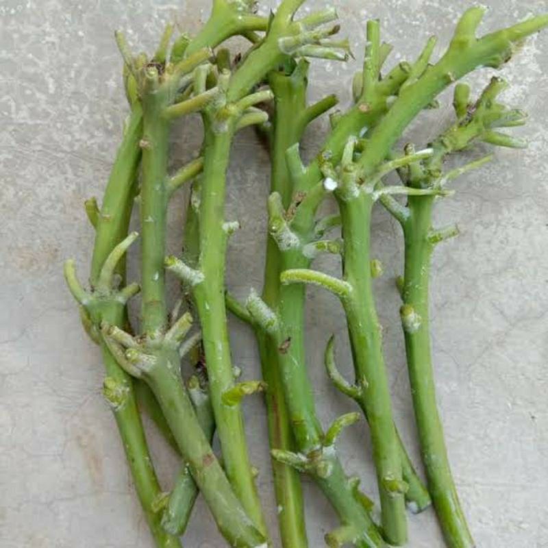 Entres Alpukat Miki Depok Super