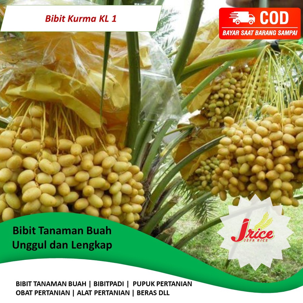 BIBIT KURMA AJWA TROPIS CEPAT BERBUAH