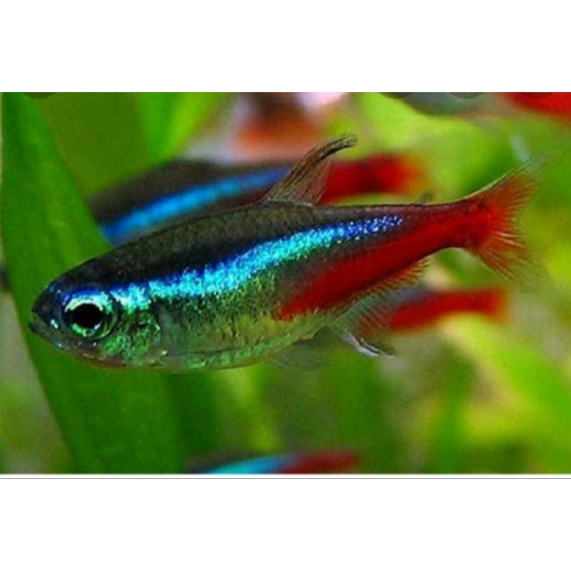 neon Tetra