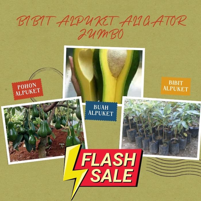 Bibit Alpukat Aligator Jumbo, BIBIT ALPUKAT ALIGATOR JUMBO CEPAT BERBUAH HASIL INDUK BERBUAH
