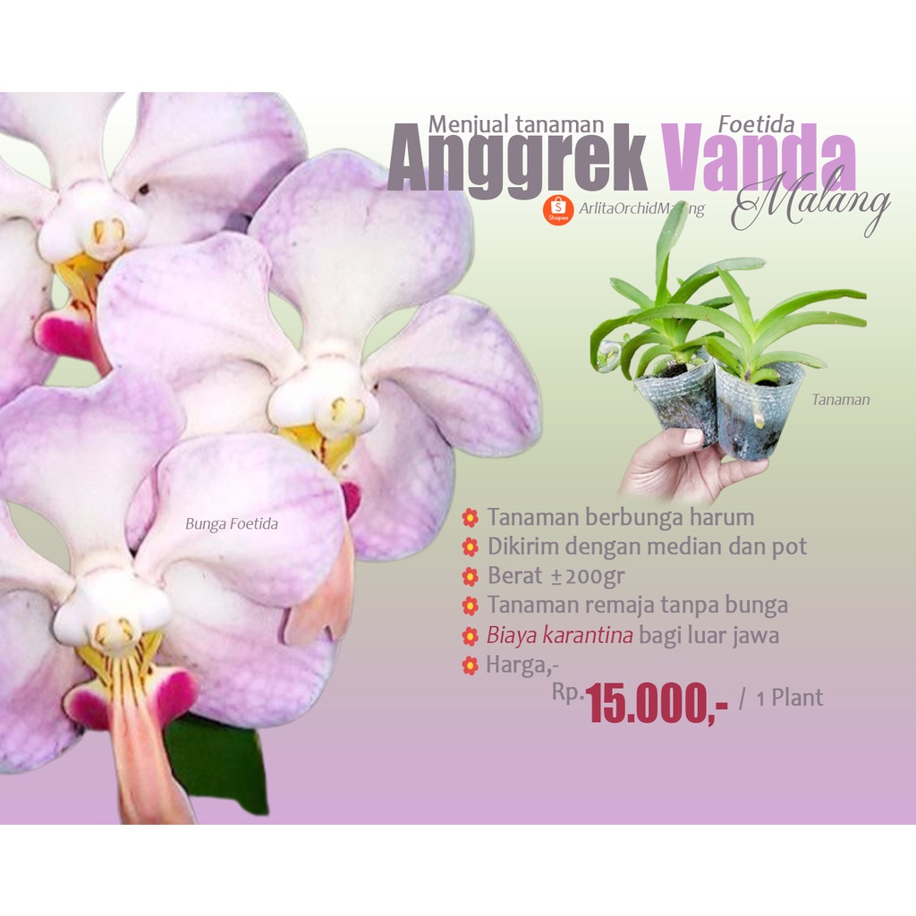 Vanda Foetida Rawatan