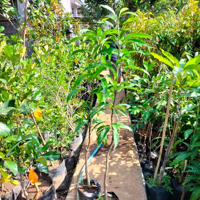 BIBIT TANAMAN BUAH MANGGA MANALAGI PROBOLINGGO TINGGI 1 METER UP SUPER
