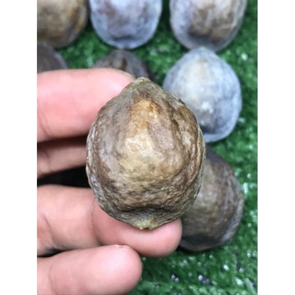 Muncang Adu kemiri adu mayit