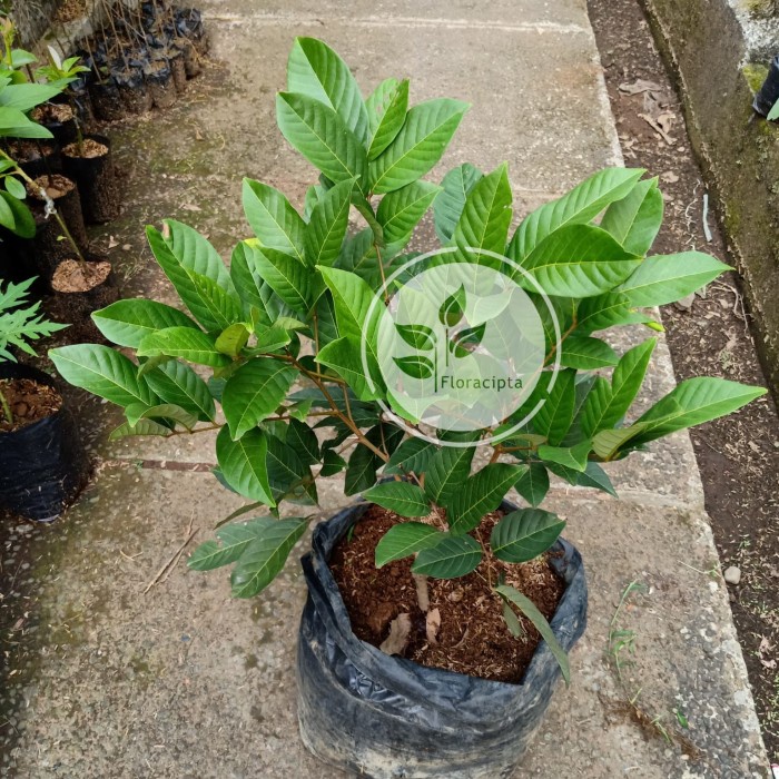 BIBIT POHON RAMBUTAN RAPIAH / TANAMAN BUAH RAMBUTAN / ROPIAH