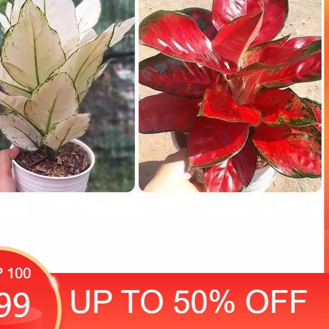 ➭ promo Paket 2 tunas Bonggol Aglonema Suksom jaipong&White ➳
