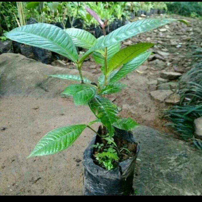 bibit buah gowok/bibit pohon kupa gowok siap tanam MM