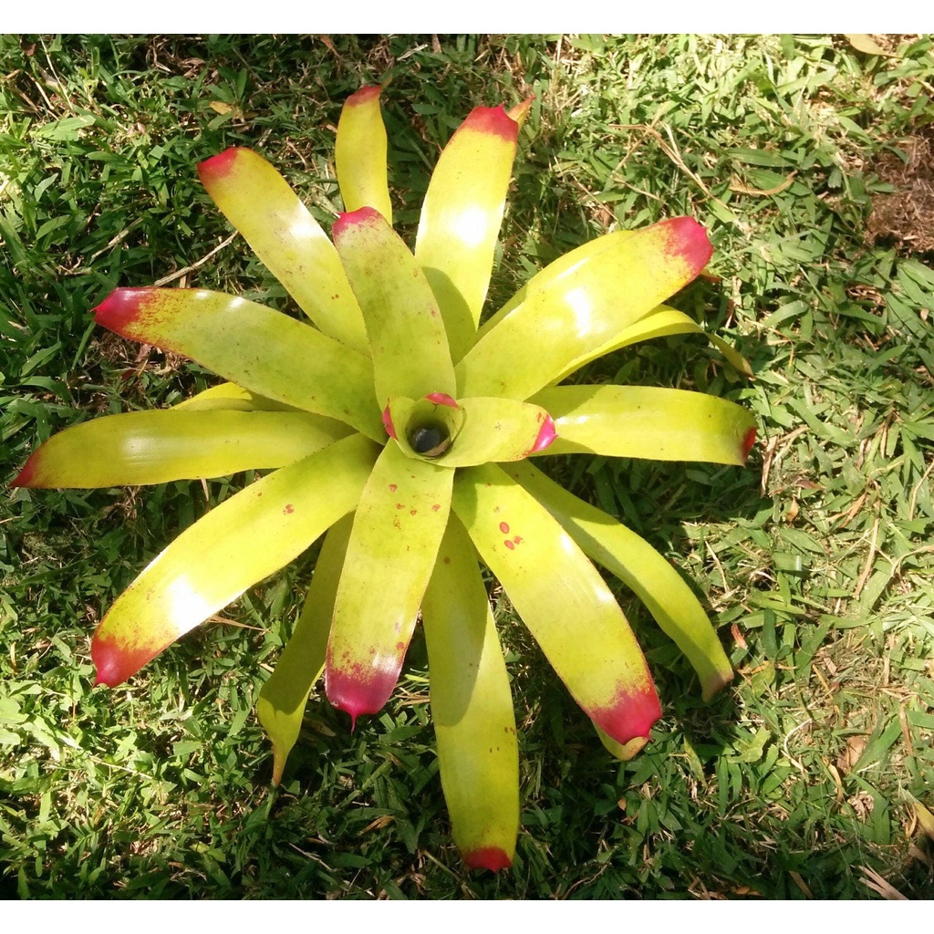 Tanaman Hias Bromelia Kitek