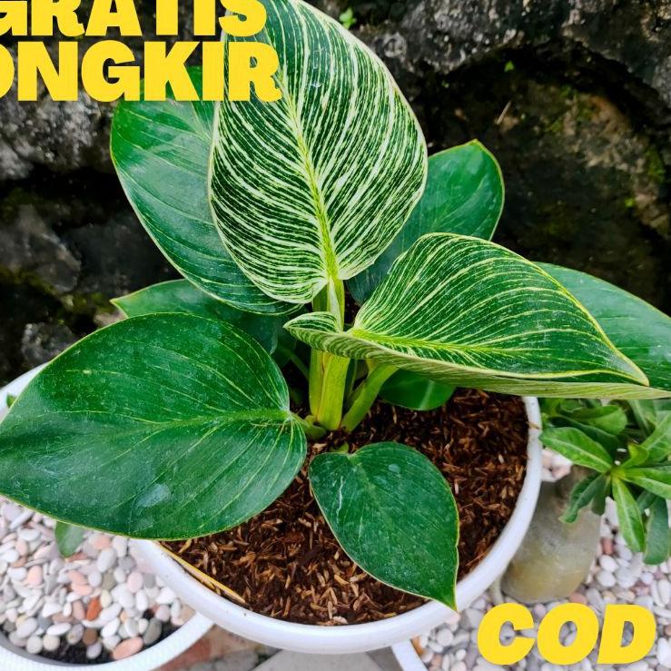 ♨ Philo Birkin / Philodendron birkin / philo / Birkin ♨