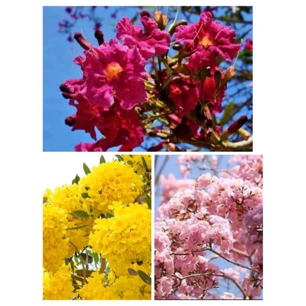 paket tanaman tabebuya - tabebuya merah - tabebuya kuning - tabebuya pink