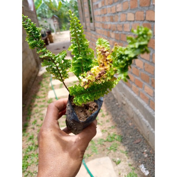 bibit pakis hias | bibit tanaman hias | pakis hias | bibit bunga | bunga | tanaman