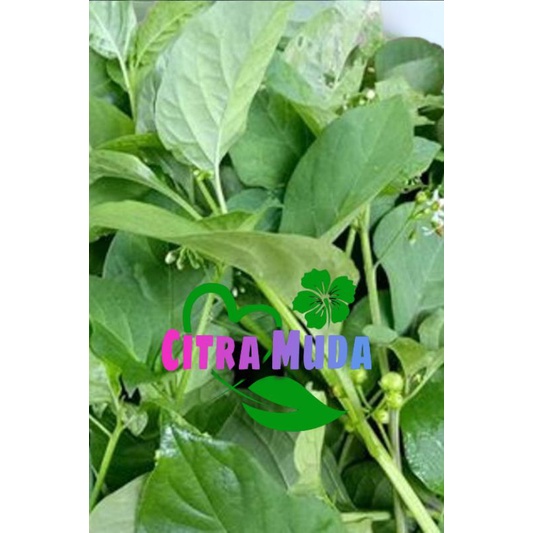 

Daun lenca Segar/500gram organik