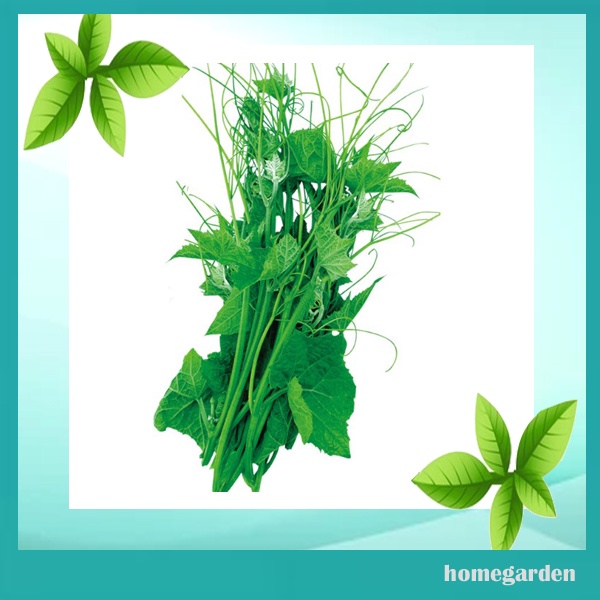 Bibit Labu Siam Daun Pucuk Labu Benih Tanaman Sayuran