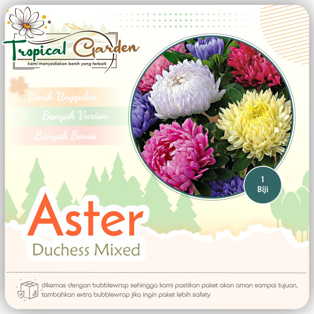 Benih Bunga Aster Duchess Mixed Color / Biji Bunga Aster Warna Campur