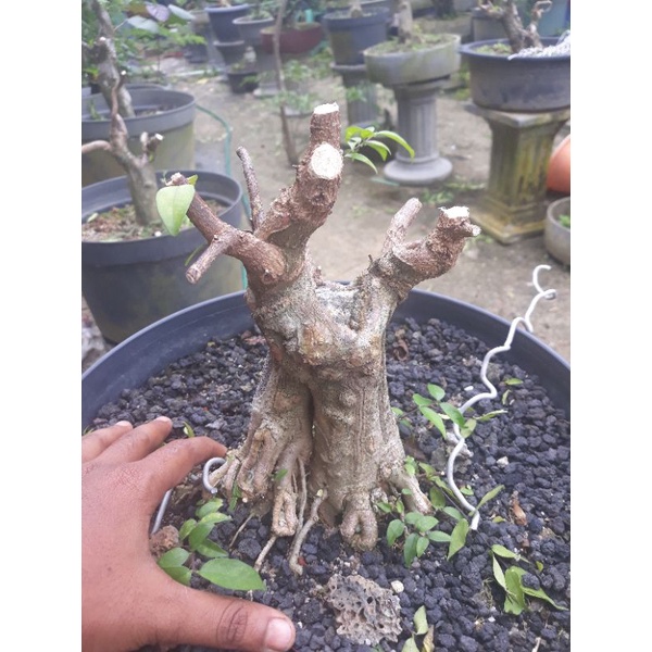 Bahan anting putri prospek bonggol jumbo tanaman bonsai