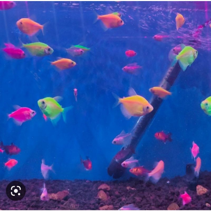 ikan Glofish air tawar cantik paketan 5 ekor ukuran 3-4 cm