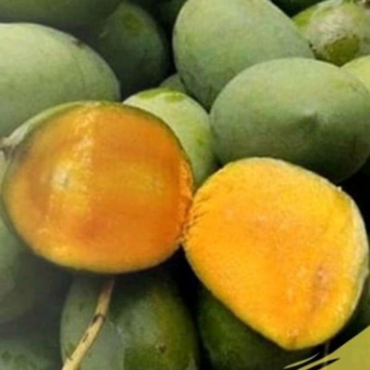 

Disc Xtra MANGGA KWENI GRADE A FRESH ( SUPER 3 BUAH = 1 KG )