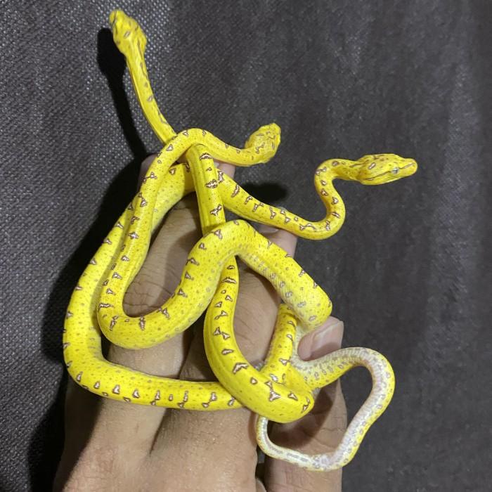 GTP CROSS BREED ARU X JAYAPURA