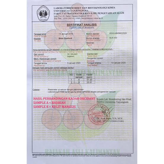 Minyak Urut Dayak 100% Asli Akar Kayu Terbaik Kalimantan Rajanya Minyak Urut Indonesia + teh bajakah