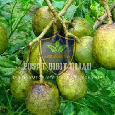 Bibit Kedondong Bangkok