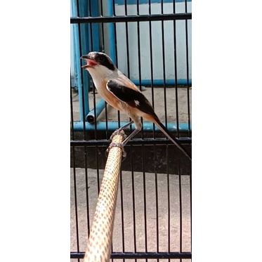 burung pentet jatim gacoran