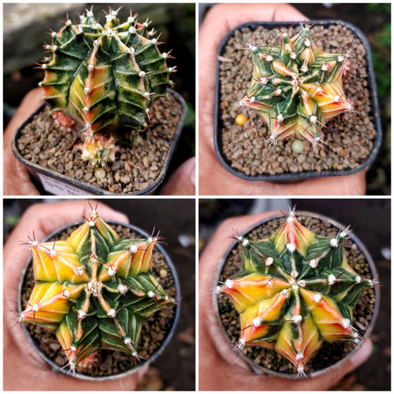 Kaktus Milo Starfire | Gymnocalycium Mihanovichii Starfire | Miha Starfire | Miha Lokal | Milo | Gym