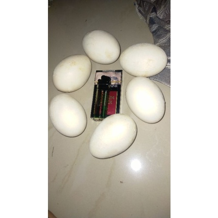 

TELUR ANGSA MENTAH FRESH UNTUK KONSUMSI