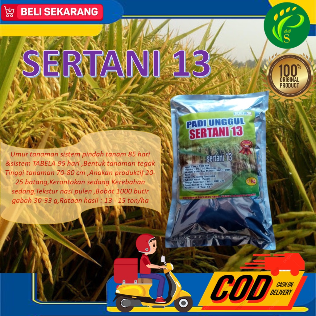 Biji Padi Sertani 13 Bibit Unggul 1 kg