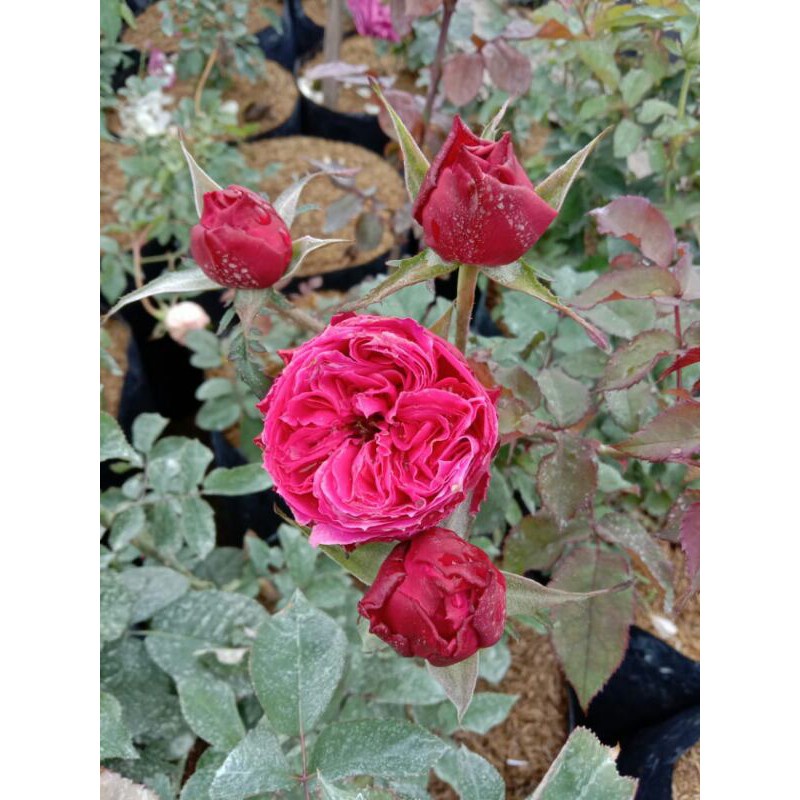 Bibit Tanaman Bunga Mawar Import David Austin Kate Rose Wangi/ Bunga Mawar Katerose