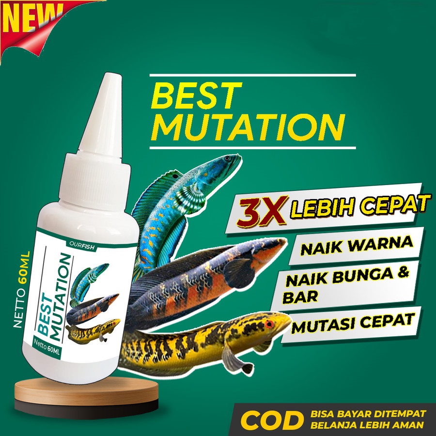 Obat Mutasi Ikan Channa BEST MUTATION Vitamin Ikan Channa Maru Barca 60ml