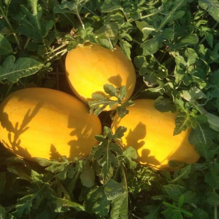 INDEN F1 Benih Bibit Semangka Madu Kuning Bintang Asia