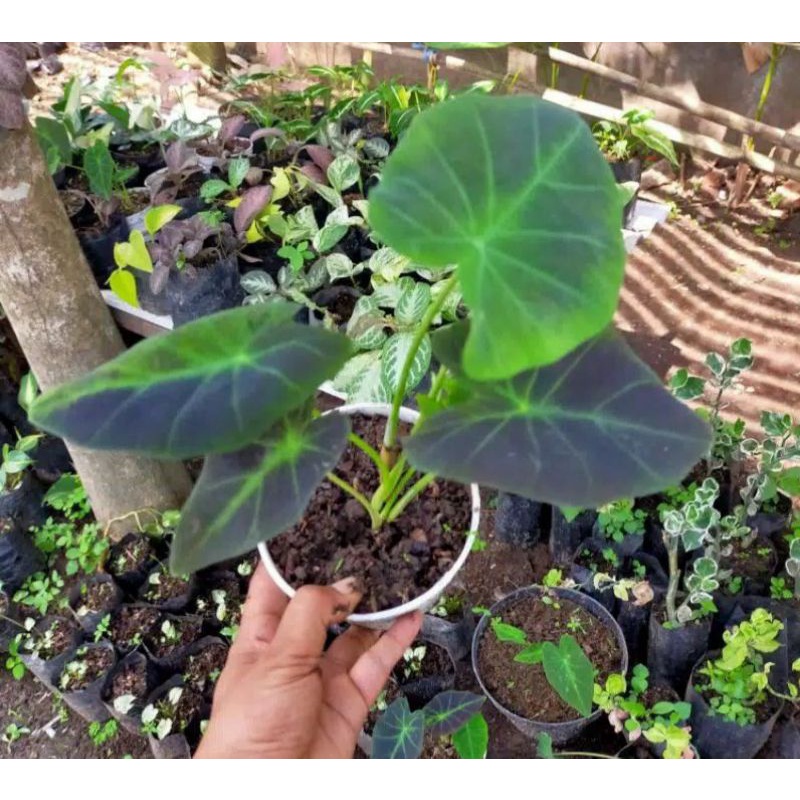 keladi black beauty keladi hitam keladi ungu colocasia black keladi magic semburat hitam caladium