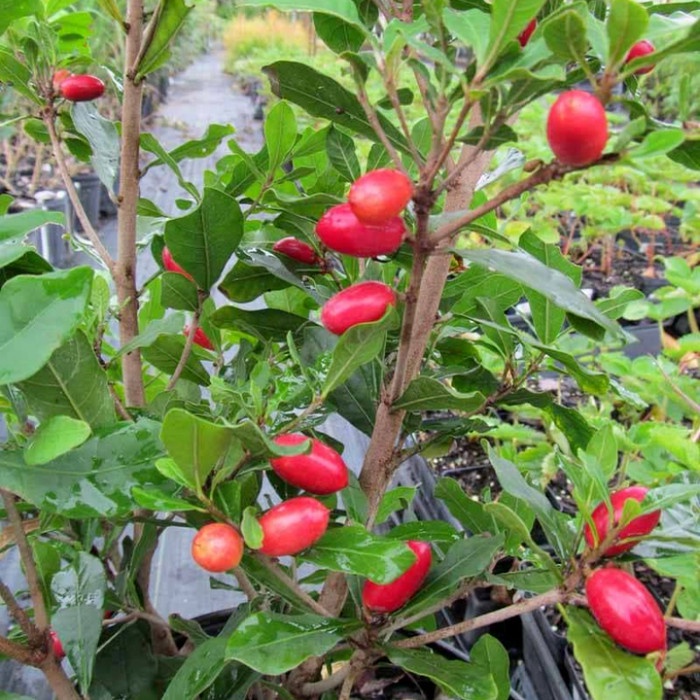 BIBIT POHON BUAH MAGIC FRUIT - TANAMAN BUAH AJAIB SUDAH BERBUAH