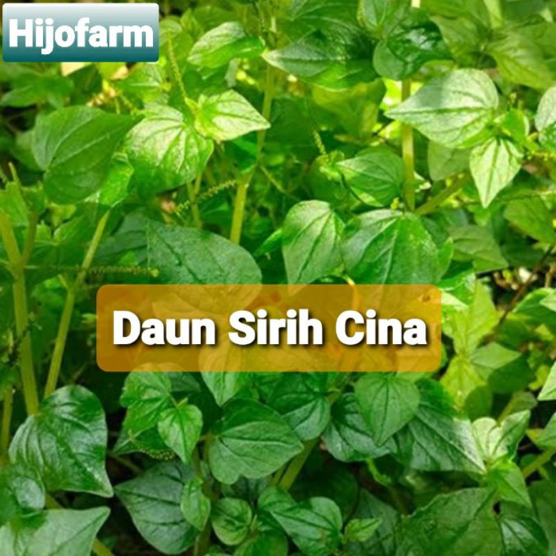 

Daun Sirih Cina Segar 100 Gr / Daun Suruhan