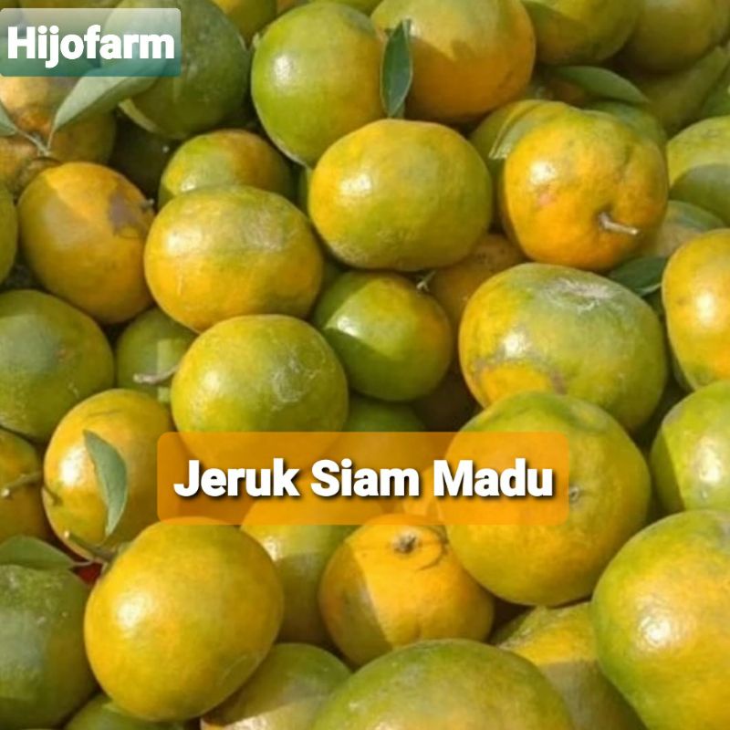 

Jeruk Siam Madu Malang 1 Kg
