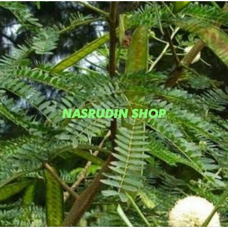 

[Fresh] DAUN LAMPTORO SEGAR LANGSUNG PETIK DAUN PETE CINA