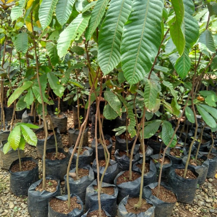 Bibit Buah Matoa Merah Asli Papua / Bibit Tanaman Matoa Merah DDD