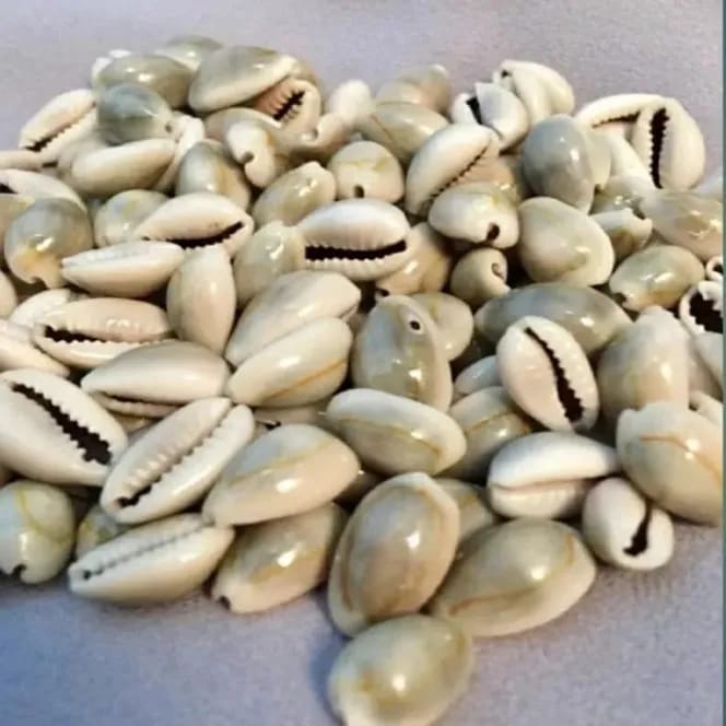 Biji Congklak Kerang Asli Ukuran Sedang 100 Gram