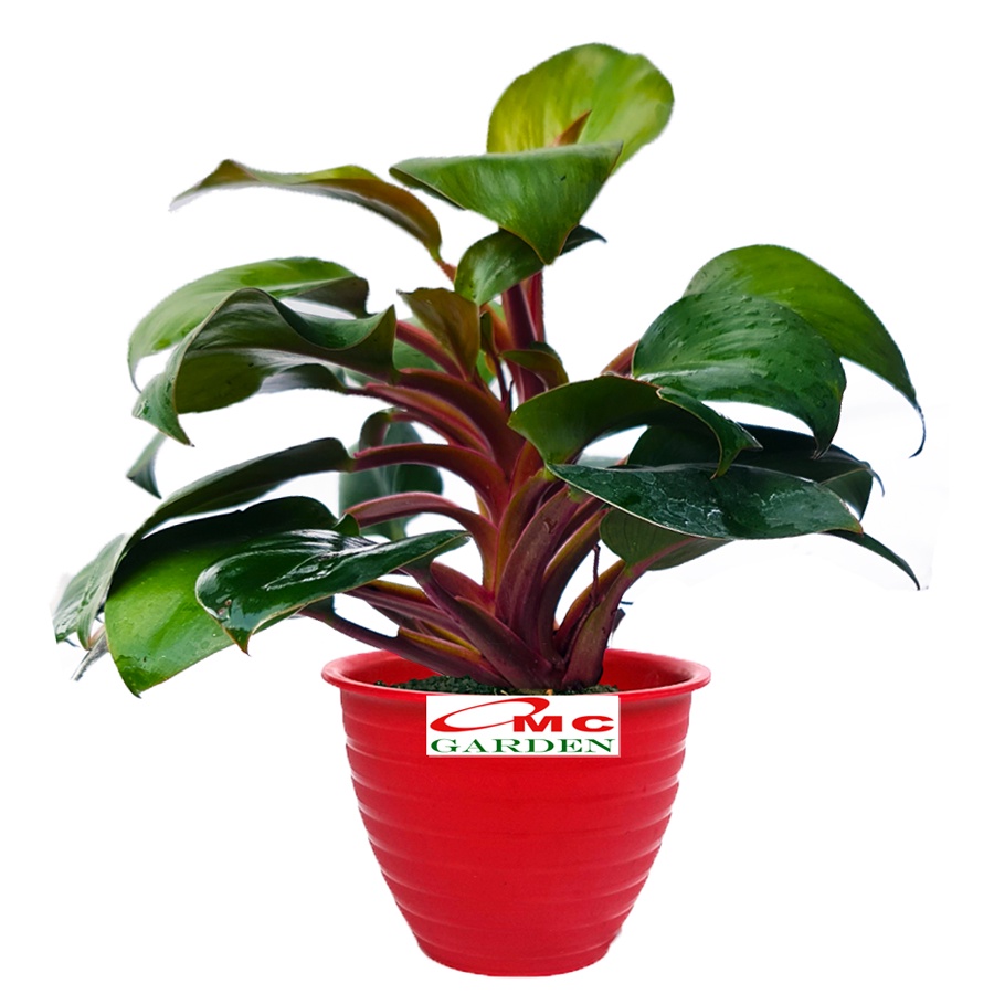 Philodendron Red Congo Kongo Petite Philo Dwarf Tanaman Hias 0510