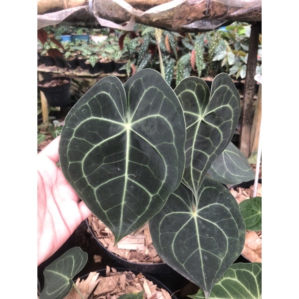 Amthurium Clarinervium - tanaman hias anthurium clarinervium