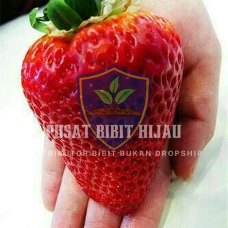 Bibit Strawberry Jumbo Buah Manis dan Segar