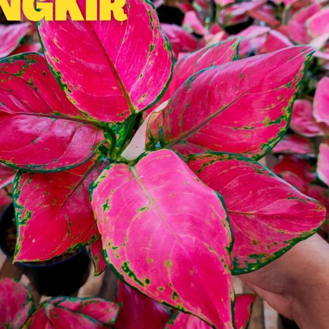 ✼ Red anjamani / aglonema red anjamani / red anja ◙