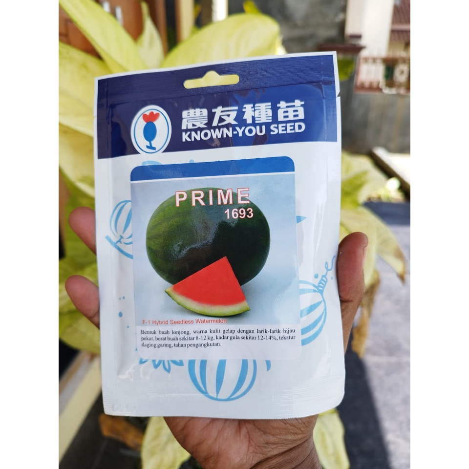 PRIME BENIH SEMANGKA NON BIJI TERBAIK ORIGINAL BENIH TERBAIK