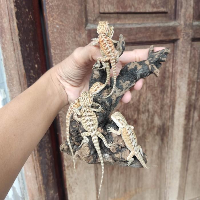 Baby Bearded Dragon BD ph hypo zero bukan trans wits leatherback