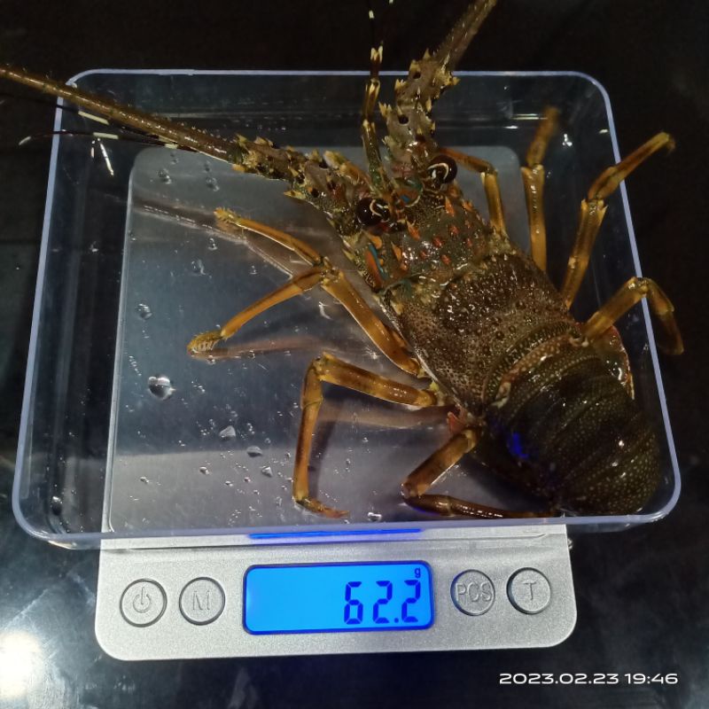 Udang Lobster Air Laut Jenis "PASIR" (PANULIRUS HOMARUS)