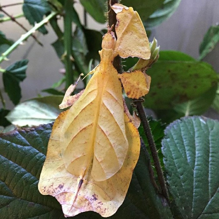 [Sendok Bebek] Belalang Daun / Phyllium Bioculatum (Pair I4) (Betina Kuning/Merah) [Peralatan]